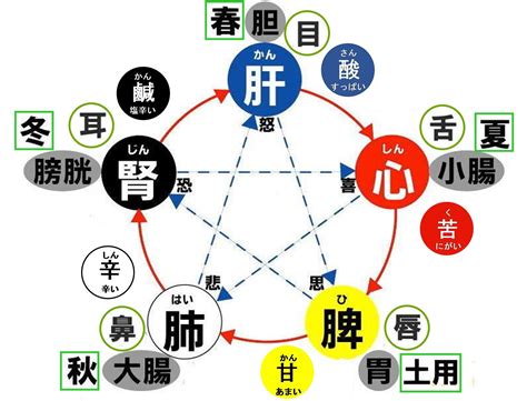 五行 胃|二、胃